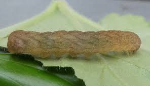 Attēlu rezultāti vaicājumam “Phlogophora meticulosa”