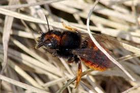 Attēlu rezultāti vaicājumam “Osmia bicolor”