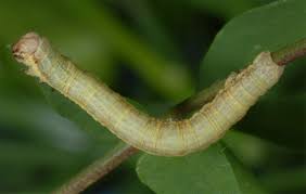 Attēlu rezultāti vaicājumam “Ematurga atomaria”