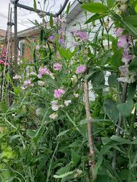 Attēlu rezultāti vaicājumam “Lathyrus latifolius fruit”