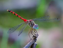 Attēlu rezultāti vaicājumam “Sympetrum”