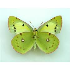 Attēlu rezultāti vaicājumam “Colias croceus”