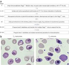 Attēlu rezultāti vaicājumam “Cribraria purpurea plasmodium”
