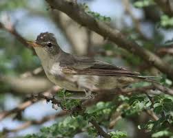 Image result for Hippolais olivetorum