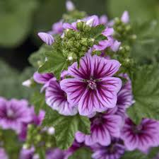 Image result for Malva sylvestris var. mauritiana