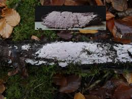 Attēlu rezultāti vaicājumam “Ceriporia excelsa”