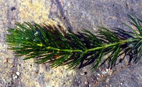 Attēlu rezultāti vaicājumam “Ceratophyllaceae”