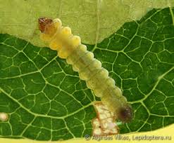 Attēlu rezultāti vaicājumam “Tischeria ekebladella”