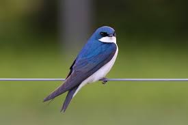 Attēlu rezultāti vaicājumam “Hirundinidae”