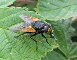 Attēlu rezultāti vaicājumam “Mesembrina meridiana”