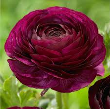 Attēlu rezultāti vaicājumam “Ranunculus mendax flower”