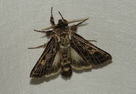 Attēlu rezultāti vaicājumam “Anacampsis blatariella”