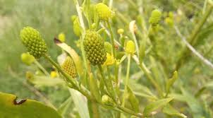 Attēlu rezultāti vaicājumam “Ranunculus sceleratus fruit”