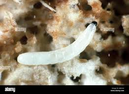 Attēlu rezultāti vaicājumam “Mycetophilidae”