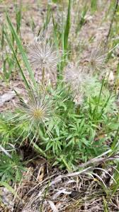 Attēlu rezultāti vaicājumam “Pulsatilla patens leaf”