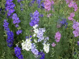 Image result for Consolida ajacis oder Consolida regalis