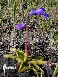 Attēlu rezultāti vaicājumam “Pinguicula vulgaris leaf”