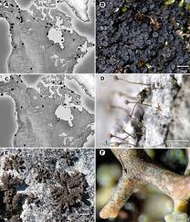 Attēlu rezultāti vaicājumam “Sclerophora farinacea”