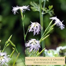 Image result for Dianthus superbus