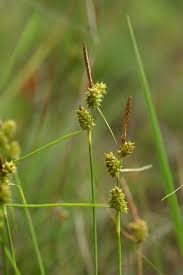 Attēlu rezultāti vaicājumam “Carex viridula”