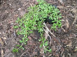 Image result for Galium aparine