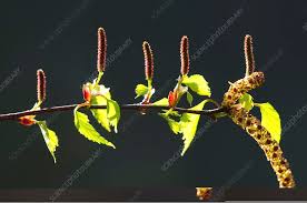 Attēlu rezultāti vaicājumam “Betula nana male flower”