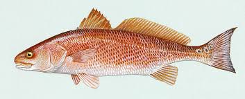 Image result for Sciaenops ocellatus