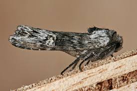 Attēlu rezultāti vaicājumam “Lithomoia solidaginis”