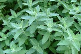 Attēlu rezultāti vaicājumam “Mentha spicata”