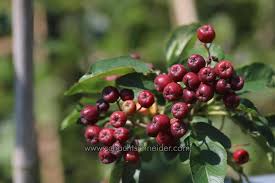 Attēlu rezultāti vaicājumam “x Sorbaronia fallax”