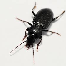 Attēlu rezultāti vaicājumam “Pterostichus aterrimus”