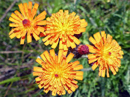Attēlu rezultāti vaicājumam “Pilosella aurantiaca flower”