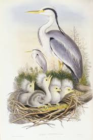 Attēlu rezultāti vaicājumam “Ardea cinerea”