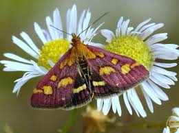 Attēlu rezultāti vaicājumam “Pyrausta purpuralis”