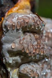 Attēlu rezultāti vaicājumam “Phellinus ferrugineofuscus”