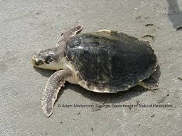 Image result for Lepidochelys kempii