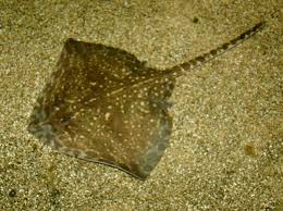 Image result for Raja clavata