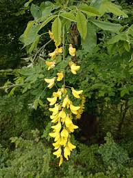 Attēlu rezultāti vaicājumam “Laburnum alpinum leaf”