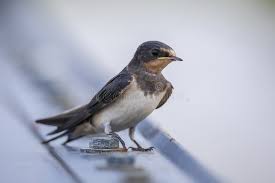 Attēlu rezultāti vaicājumam “Hirundo rustica juvenile”