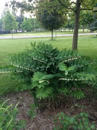 Attēlu rezultāti vaicājumam “Polygonatum multiflorum  fruit”