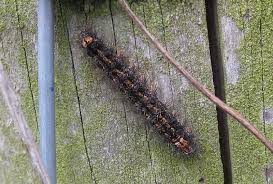 Attēlu rezultāti vaicājumam “Eilema griseola larva”