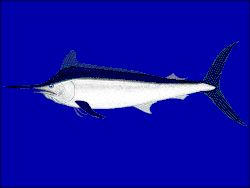 Image result for Makaira mazara