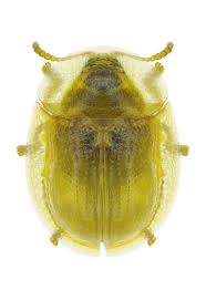 Attēlu rezultāti vaicājumam “Cassida”