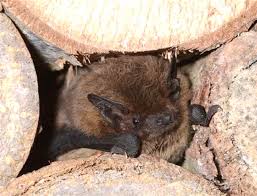 Attēlu rezultāti vaicājumam “Pipistrellus nathusii”