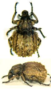 Image result for Brachycerus undatus