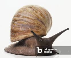 Attēlu rezultāti vaicājumam “Helix pomatia”