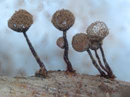 Attēlu rezultāti vaicājumam “Cribraria ferruginea”