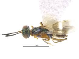 Attēlu rezultāti vaicājumam “Lycogala persicum macro”