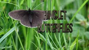 Attēlu rezultāti vaicājumam “Aphantopus hyperantus upperside”