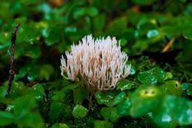 Attēlu rezultāti vaicājumam “Lentaria sp.”